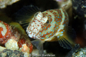 luthers shrimp goby shot with nikon D70s and 135 macro le... by Simon Gardener 
